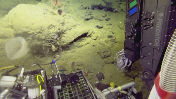 Media type: image;   Invertebrate Zoology 153111 Description: live specimen;